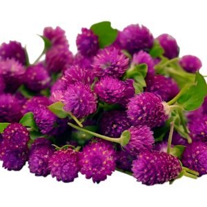 Vada Malli 1/2 Kg Wholesale Bag