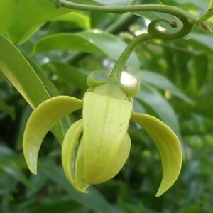 Climbing Ylang-Ylang, Manoranjitham,Manoranjitam Puvvu, Manoranjitam Poov, Manoranjitam ka Phool- Pack of 5 Each