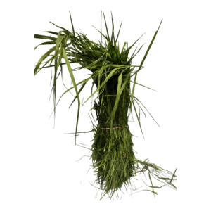 Durva (Aruhampul) Leaves 1/2 KG Wholesale Pack