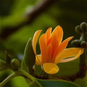 Chenbagapoo, Seá¹‡bagappÅ«, Champak, Champaka Puvvu, Chempakappoo, Champa ka Phool - Pack of 5 Each